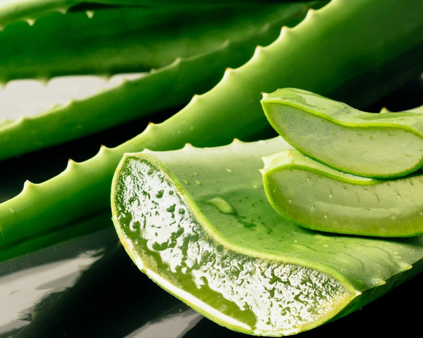 Aloe vera, ingrédient naturel aux propriétés hydratantes et apaisantes présent dans le stick anti-cernes à la caféine Enkrem